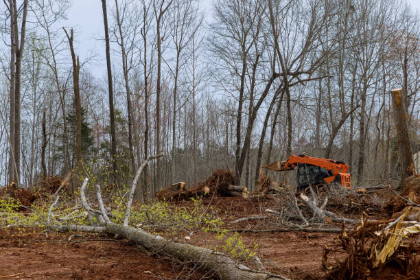 Best Fruit Tree Pruning  in River Grove, IL